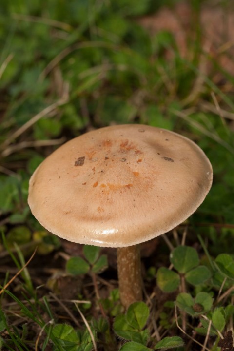 Petitrond1.jpg