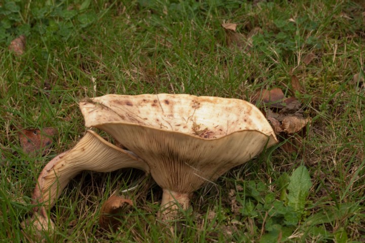 Inconnu2.jpg