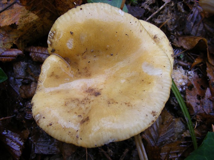 Russula sp 2.jpg