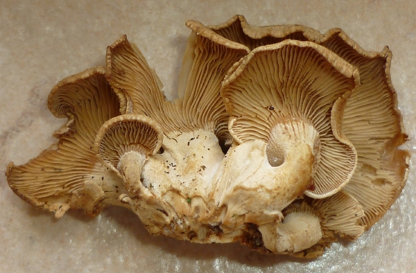 resized_P1080195.jpg