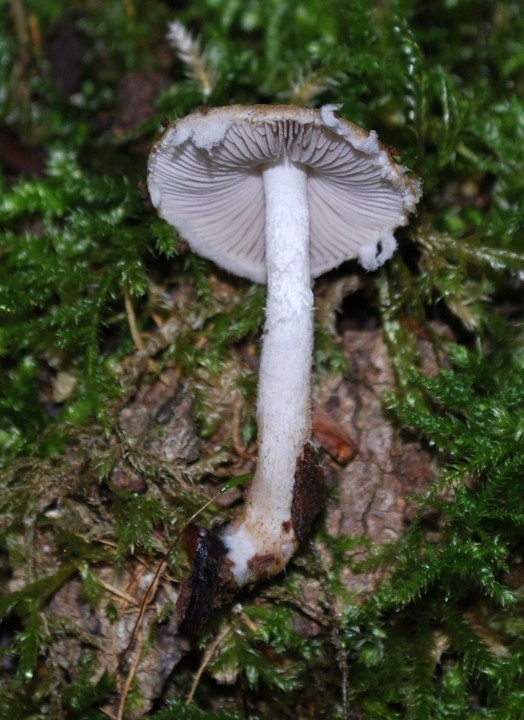 DSC_4816.JPG