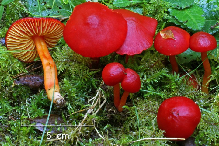 Hygrocybe coccinea (photo 2011)