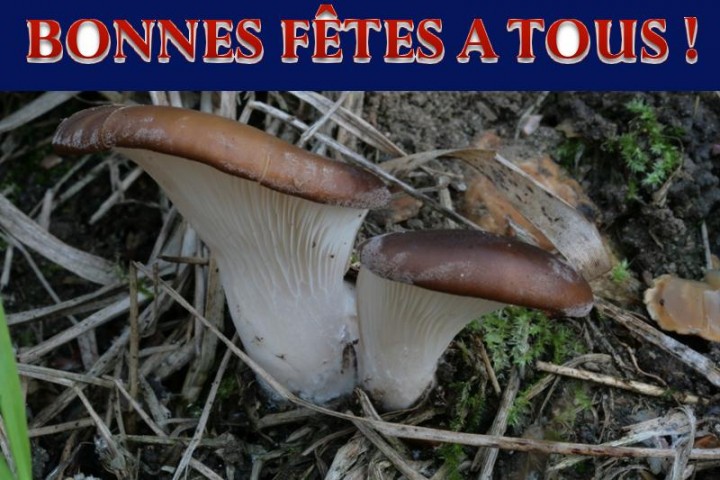 bonnes fetes.JPG