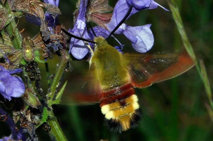 Hemaris_fuciformis.jpg