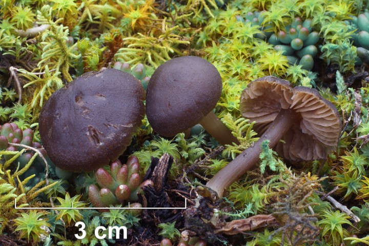Spécimens in situ