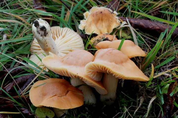 Hygrocybe  pratensis.JPG