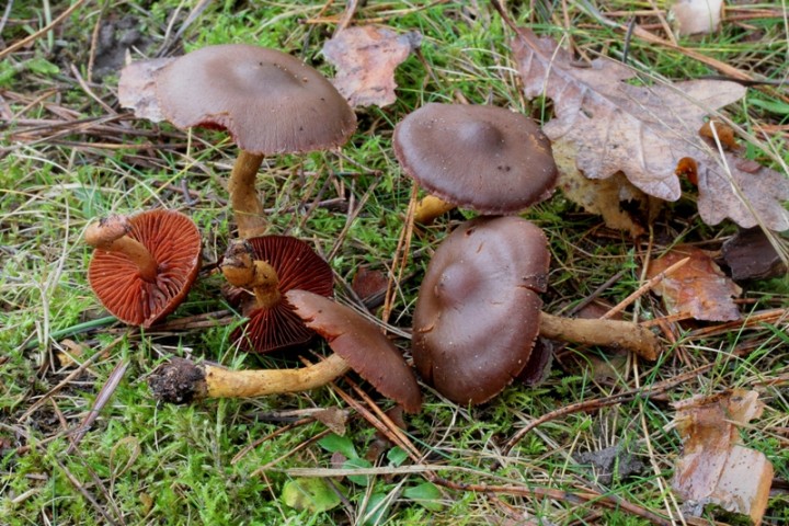Cortinarius semisanguineus.JPG