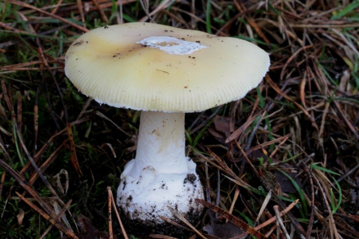 Amanita junquillea.JPG