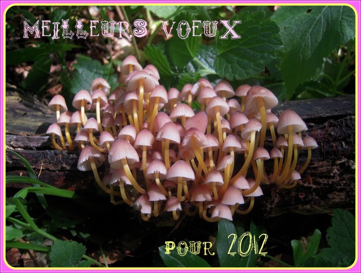 Mycena renati 08.2011-1.JPG