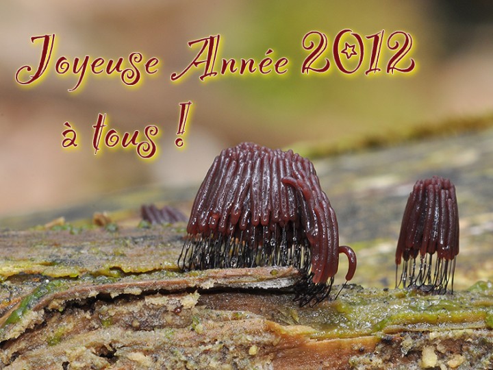 Stemonitis_cf_fusca.jpg
