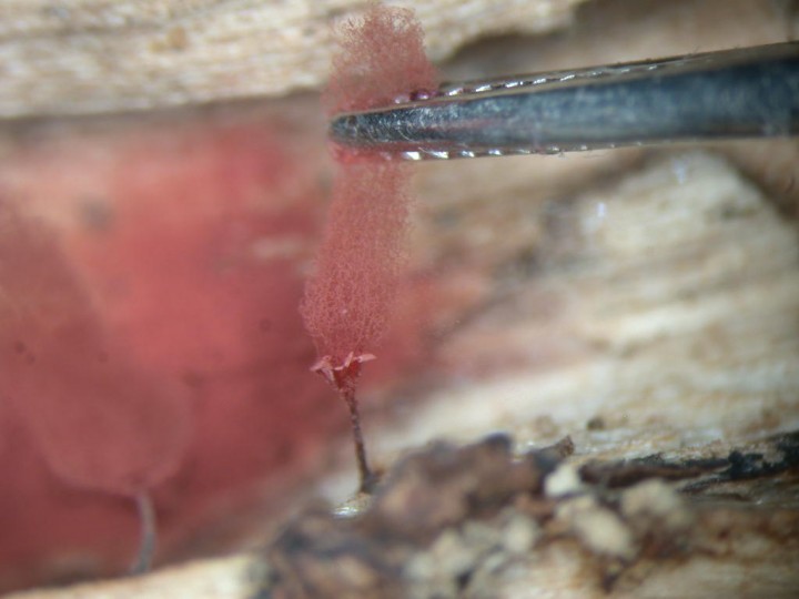 Arcyria denudata résiste