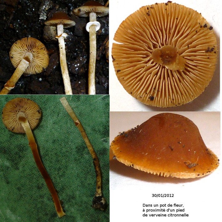pholiotina.jpg