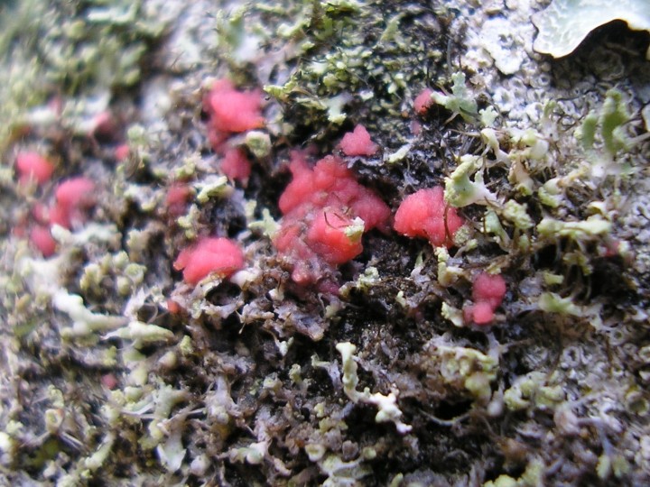 Illosporiopsis christiansenii en janvier 2011