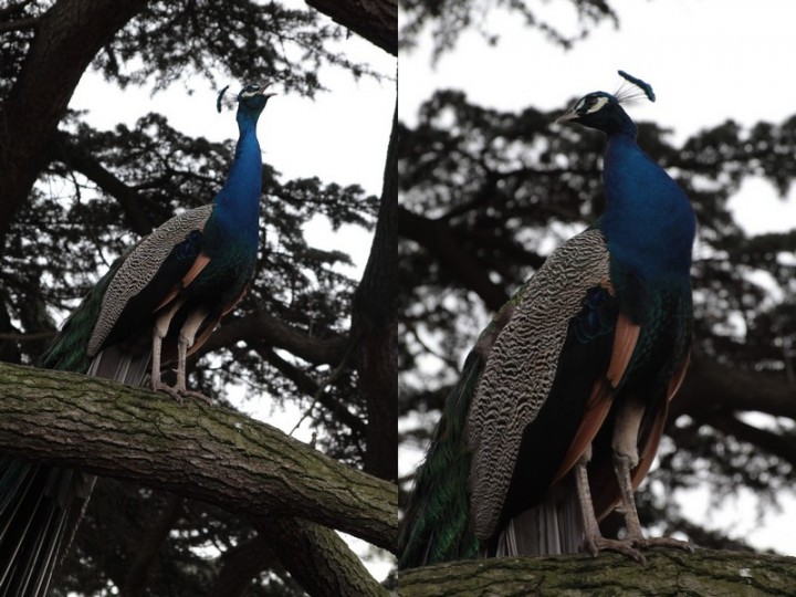 sur les branches d'un cèdre.jpg
