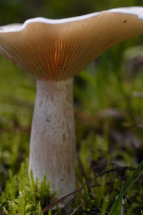 _6TS6490.JPG
