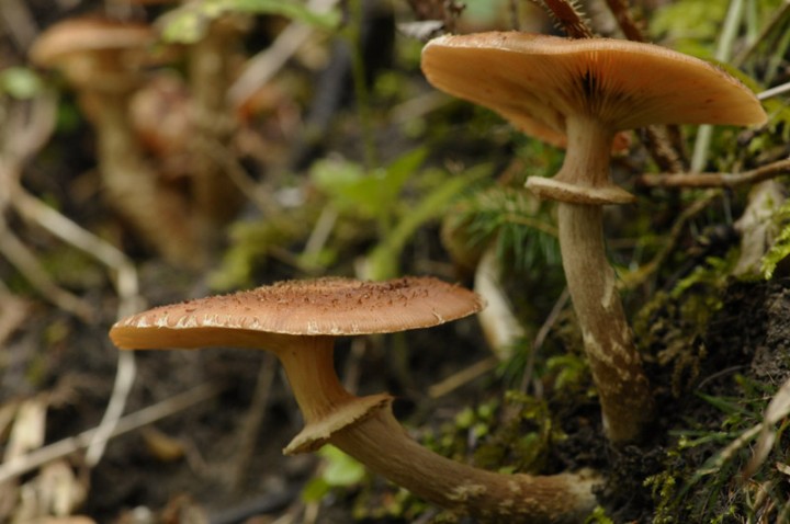 Champignons 2.JPG