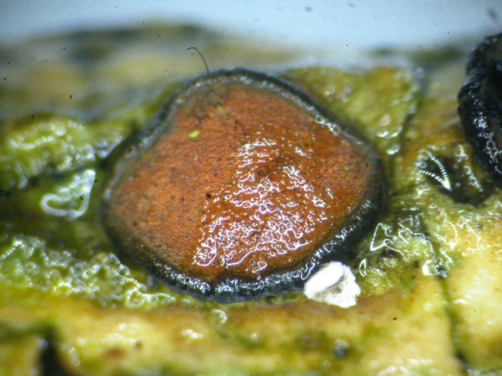 Rhytidisteron hysterinum.JPG