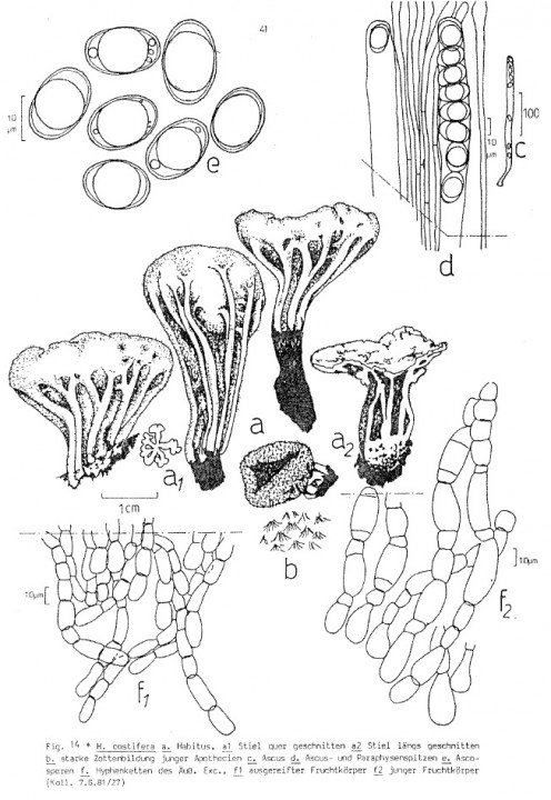 pl costifera haffner.jpg