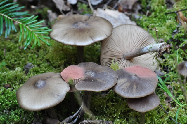 DSC_0740Ent ver.jpg