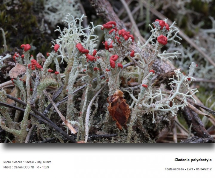 cladonia_polydactyla.jpg
