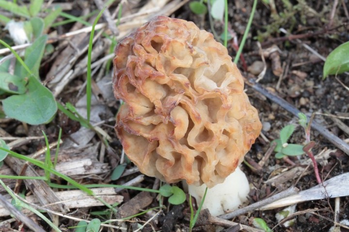 Morchella.jpg