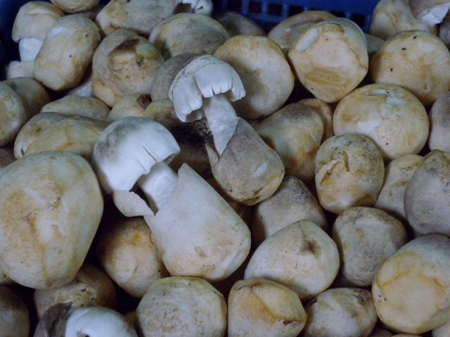 DSCN5221 (2) (640x479).jpg