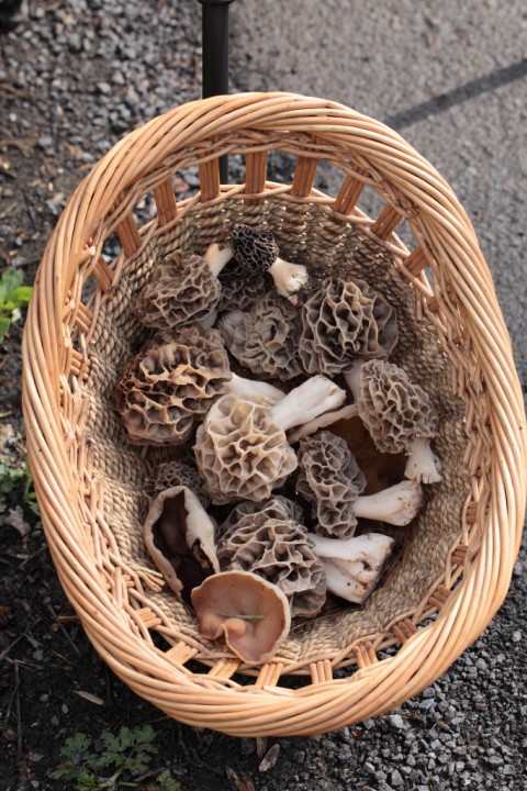 morilles 2012_12.JPG
