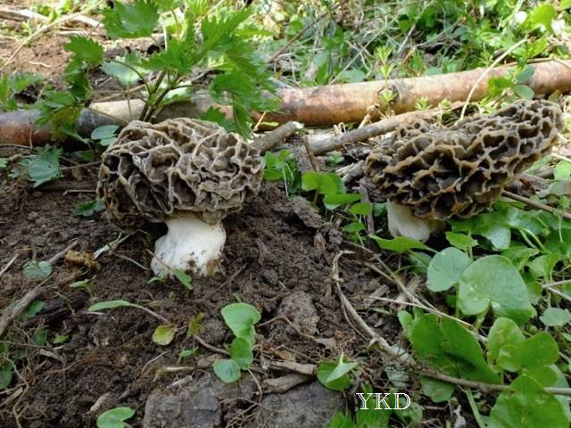 fontainebleau 14-04.jpeg