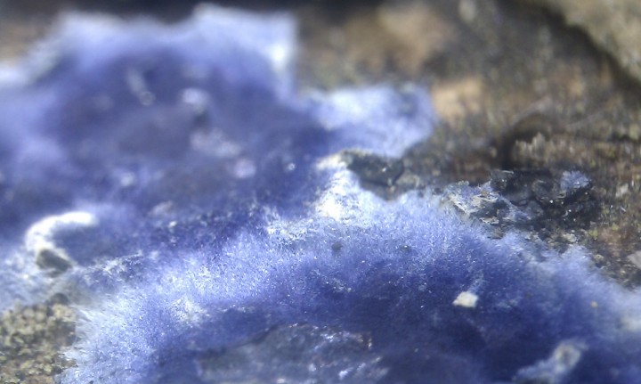 vue sous loupe montrant le mycélium
