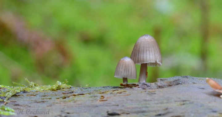 M-stipata.JPG