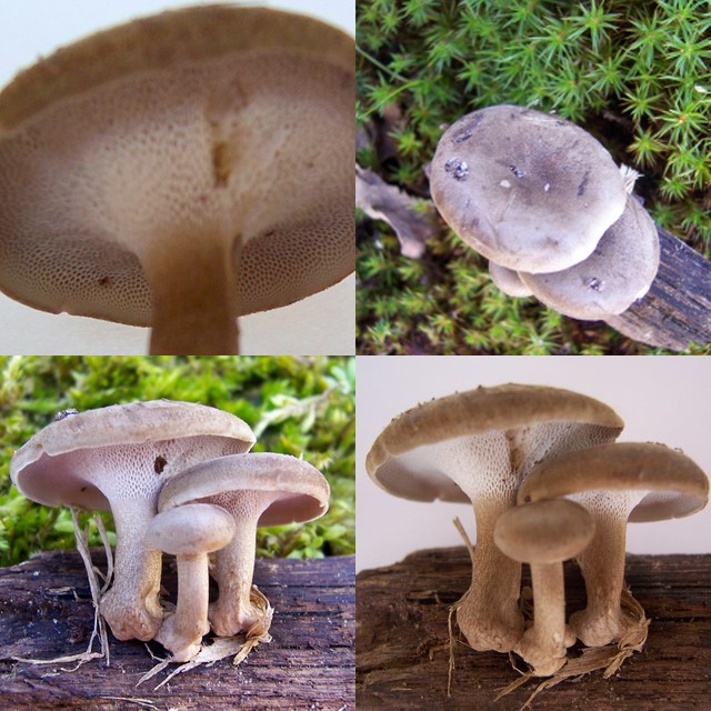 Polyporus brumalis