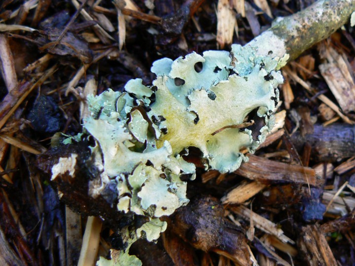 Parmotrema perlatum ?