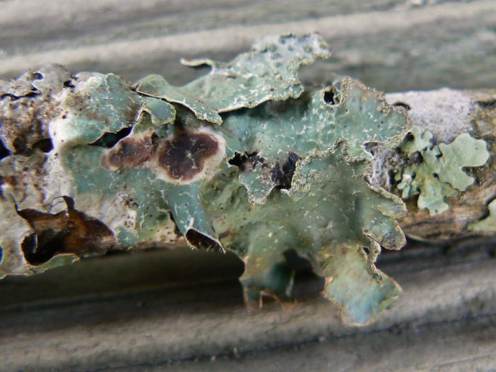 Parmelia saxatilis ?