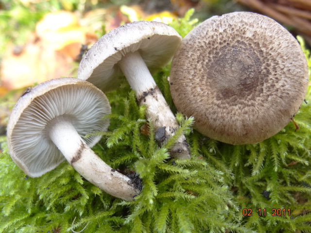 Tricholoma scalpturatum    Terril  GILLY  2 Nov 2011 133.jpg