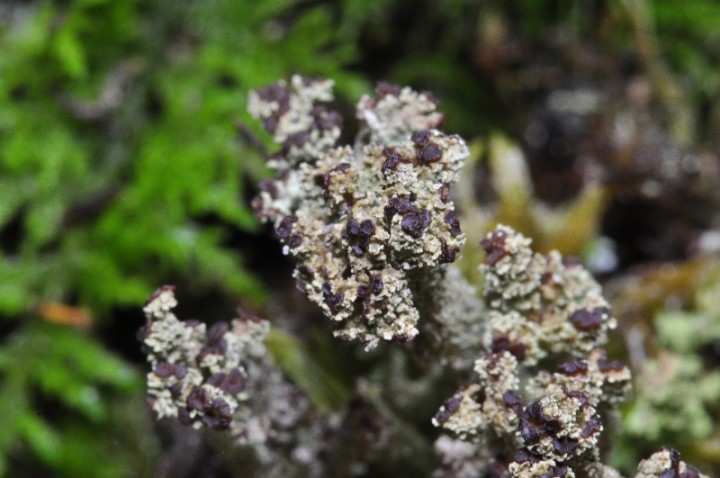 Cladonia squamosa 12.JPG