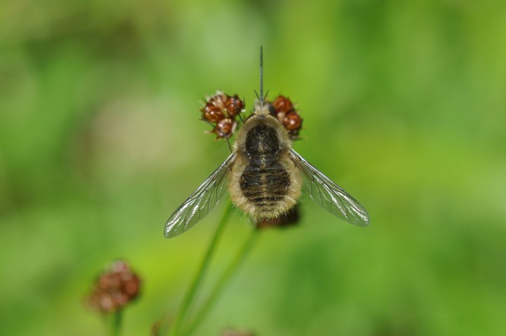 Bombylus.JPG