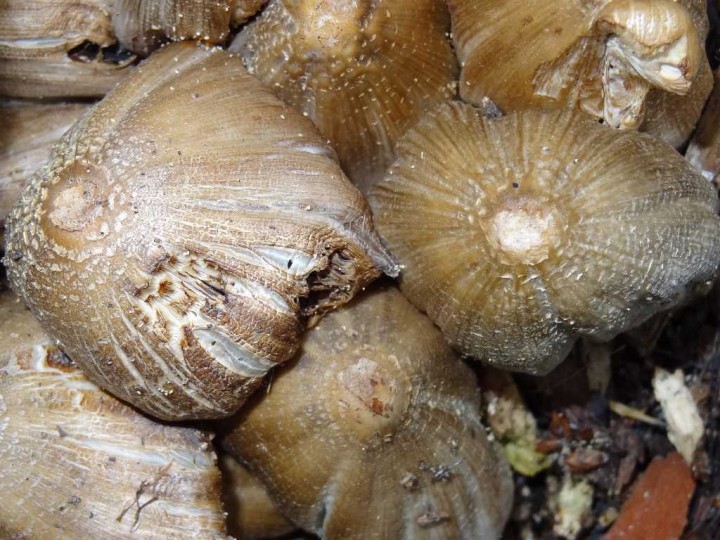 Coprinus   sur souche  feuillus Parc monceau 17 Mai 2012 74 redim1024.JPG