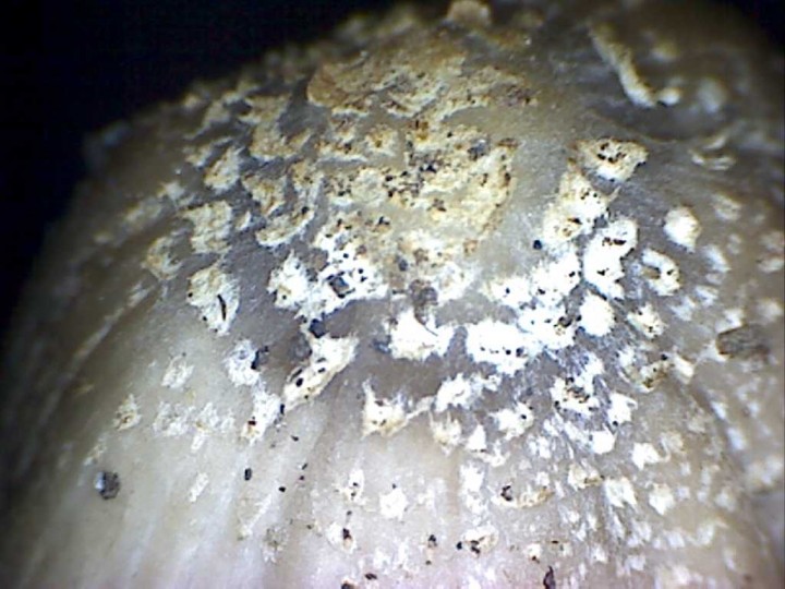 Coprinopsis  19 mai 2012 (45) redim1024.jpg