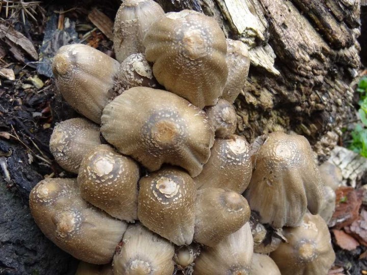 Coprinopsis  Monceau  19 Mai 2012 018-redim1024.jpg