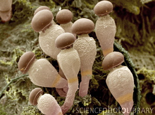 B2500899-Pilobolus_fungus-SPL.jpg