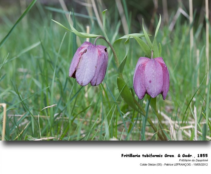 fritillaria_tubiformis_gren__godr_1855.jpg