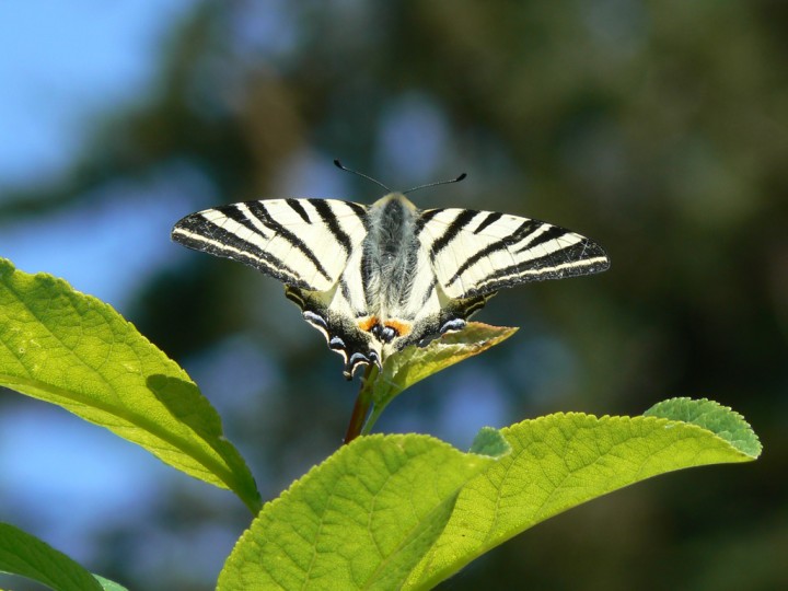 Iphiclides_podalirius.jpg