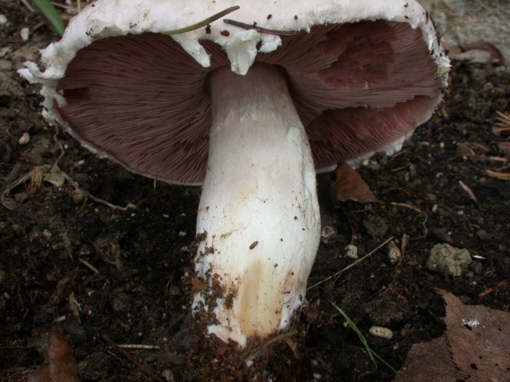 Agaricus aestivalis var. veneris (JP) (5).JPG