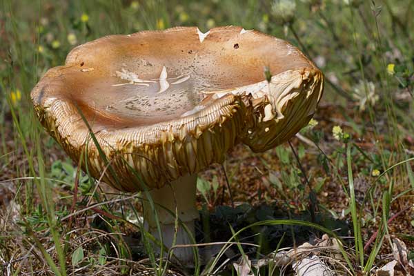 champignon.jpg