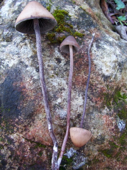 Panaeolus campanulatus