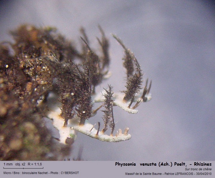 physconia__venusta_ach_poelt_rhizines.jpg