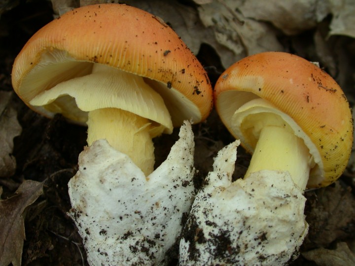Amanita caesarea  Cerro GORIANO SICOLI Luglio 2009 060.jpg