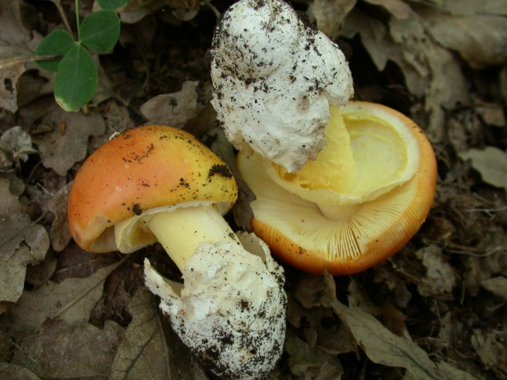 Amanita caesarea  Cerro GORIANO SICOLI Luglio 2009 061.jpg
