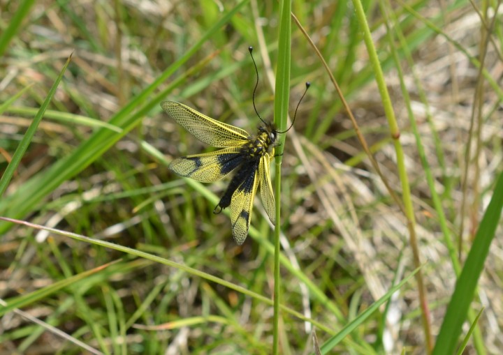L. longi (3).JPG