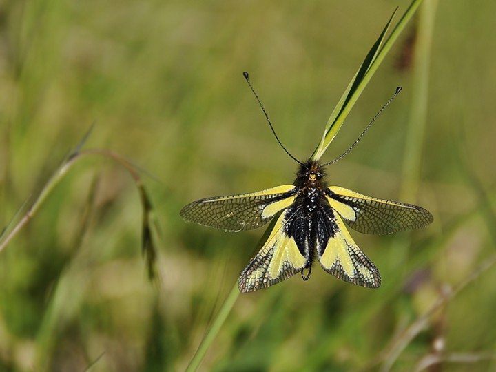 Libelloides_coccajus_02.jpg